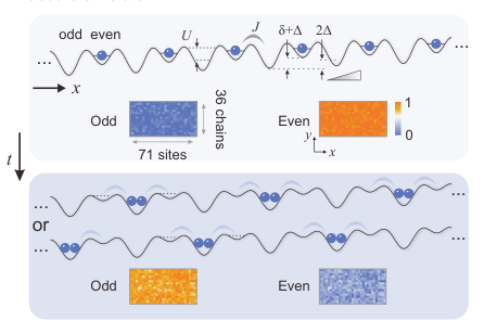 Yang 71-site gauge invariance